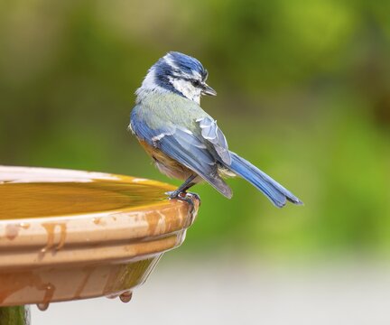 Blue tit (Cyanistes caeruleus) standing on a bird bath, Lower Saxony, Germany