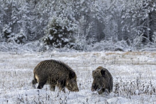 The overrun boar (Sus scrofa) evades the already present boar, winter, snow, cold, mating season, November, Denmark