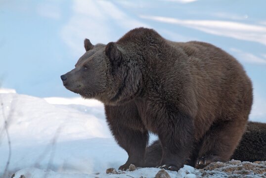 Brown Bear (Ursus arctos), Bavarian Forest National Park, Bavaria, Germany, Europe