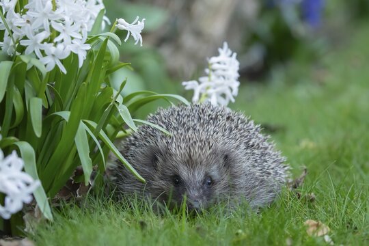 European hedgehog (Erinaceus europaeus) adult animal on a garden grass lawn next to a flower border in spring, Suffolk, England, United Kingdom