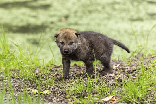 A pup stands in a green, wooded environment, surrounded by fresh grass and foliage, European grey gray wolf (Canis lupus)