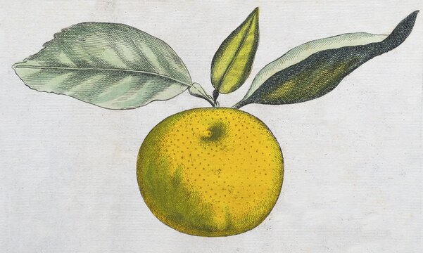Aurantium Olysiponense, orange, citrus fruit, hand-coloured copperplate engraving from Giovanni Baptista Ferrari Hesperides, Sive, de Malorum Aureorum Cultura et Usu Libri Quatuor, Rome, 1646