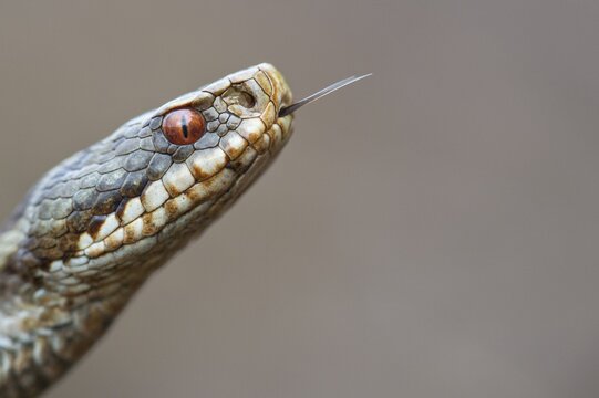 Adder (Vipera berus) in the moor, Goldenstedter Moor, Goldenstedt, Lower Saxony, Germany