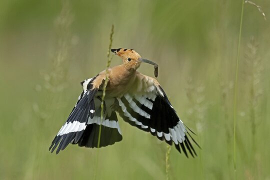 Hoopoe (Upupa epops) in flight with food, wildlife, Rhineland-Palatinate, Germany
