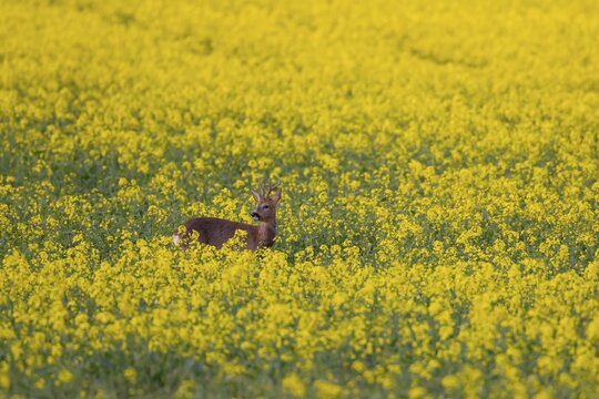 Roe deer (Capreolus capreolus) adult male buck in a farmland field with yellow flowers of an oilseed rape crop in the summer, England, United Kingdom