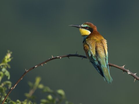 European bee-eater (Merops apiaster), Rhineland-Palatinate, Germany