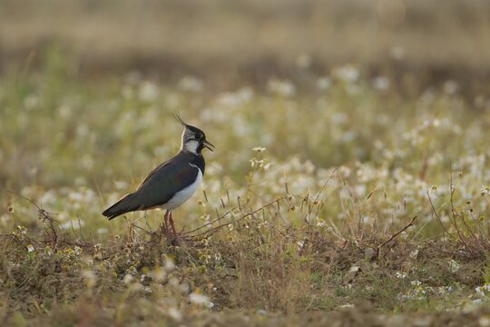 Northern lapwing or Green plover (Vanellus vanellus) adult wading bird calling in an arable farmland field with wild flowers in summer, Suffolk, England, United KIngdom
