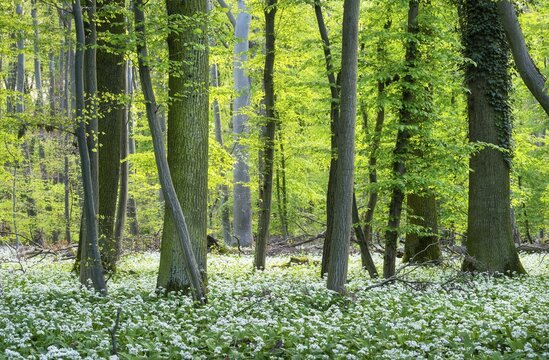 Bright forest with deciduous trees and white flowering wild garlic (Allium ursinum) . No sky. Rhine-Neckar district, Baden-W&uuml;rttemberg, Germany