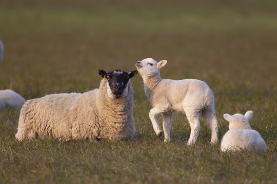 Domestic sheep (Ovis aries) adult ewe farm animal and two juvenile baby lambs in a grass field, England, United Kingdom