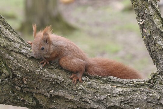 Squirrel (Sciurus) young, about 6 weeks old, Allg&auml;u, Bavaria, Germany, Allg&auml;u, Bavaria, Germany