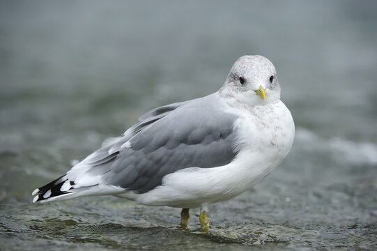 Common Gull (Larus canus) standing in water, Katmai National Park, Alaska