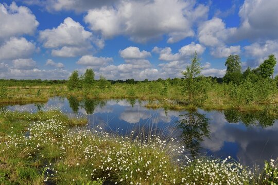 Fruitful cotton grass and cumulus clouds in spring in the moor, Oldenburger M&uuml;nsterland, Goldenstedter Moor, Goldenstedt, Lower Saxony, Germany