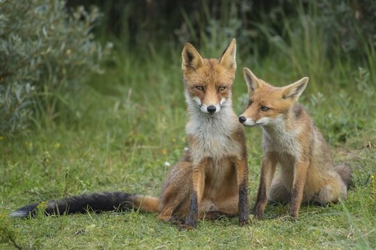 Red foxes (Vulpes vulpes), Mother with young, sitting side by side, young fox, Netherlands