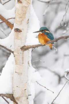 Common kingfisher (Alcedo atthis) in winter, Vechta, Lower Saxony, Germany