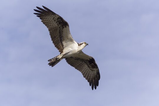 Osprey (Pandion haliaetus carolinensis) in flight, Florida, USA