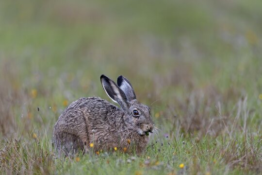 If you are photographing less shy brown hares (Lepus europaeus), you should nevertheless adopt a defensive approach and adapt your own behaviour so that the animals are not disturbed, Germany
