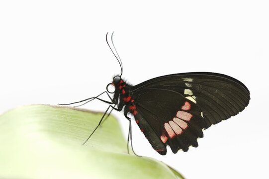 Parides butterfly or Parides moth (Parides iphidamas) against a white background, captive, occurring in Central and South America