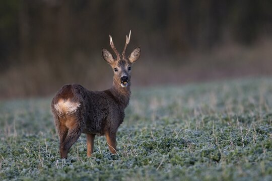 Roebuck in field, Germany