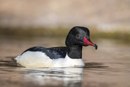 Goosander (Mergus merganser), male, swimming at the water's edge, captive, Alpine Zoo, Innsbruck, Tyrol, Austria