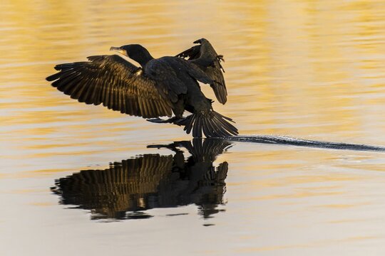 Cormorant landing slowly on water, creating gentle ripples and reflection in the golden evening light, Cormorant, (Phalacrocorax carbo), wildlife, Germany