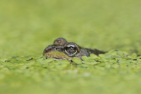Edible Frog (Pelophylax esculentus, Rana esculenta) in a pond with duckweed (Lemna minor), North Rhine-Westphalia, Germany