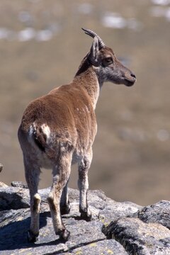 Iberian Ibex or Spanish Wild Goat (Capra pyrenaica), Sierra de Gredos, Gredos Range, Spain, Europe