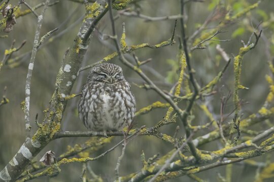 Little owl (Athene noctua) adult bird sleeping on a tree branch, England, United Kingdom