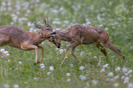 The territorial roebuck (Capreolus capreolus) is so aggressive that it attacks the entire body of its opponent with its horns, the old man is obviously helplessly at the mercy of the attacks, fight, balance of power, brutal, roebuck fight, change of coat, Germany