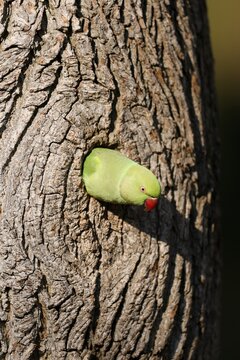 Rose-ringed parakeet (Psittacula krameri) looking out of its breeding burrow, wildlife, Germany
