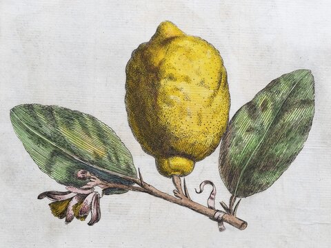 Limon Dulci Medulla Olysiponesis, lemon on a branch, citrus fruit, copperplate engraving from Giovanni Baptista Ferrari Hesperides, Sive, de Malorum Aureorum Cultura et Usu Libri Quatuor, Rome, 1646