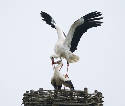 White storks (Ciconia ciconia), copula, mating, Germany