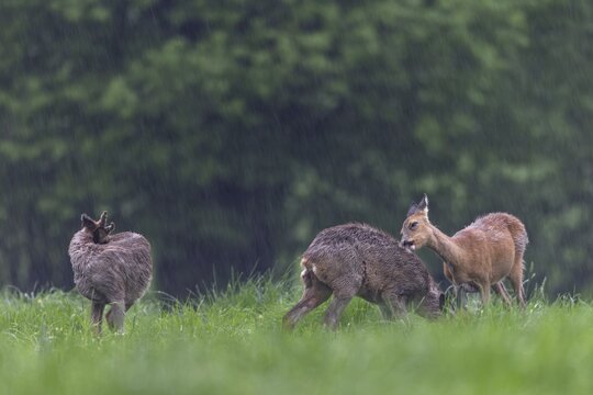 A doe licks and nibbles on the fur of a young roebuck (Capreolus capreolus), perhaps they are siblings from the previous year, social behaviour, physical contact, change of coat, Germany