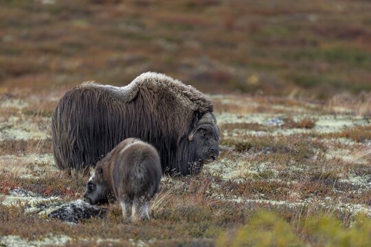 A musk ox bull (Ovibos moschatus) and a calf in the autumnal tundra, baby animals, autumn, autumn landscape, Ruska, tundra landscape, September, Norway