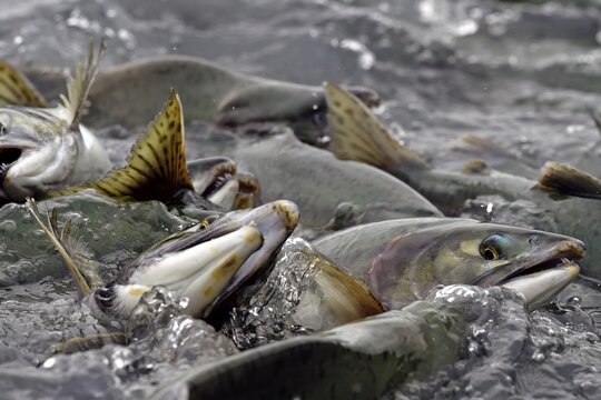 Pink salmons (Oncorhynchus gorbuscha) swim densely packed upstream on their way to spawning grounds, Prince William Sound, Alaska, USA
