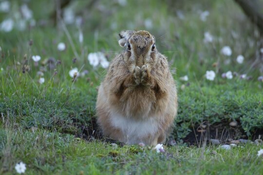 European brown hare (Lepus europaeus) adult animal washing its front feet in grassland looking like its praying, England, United Kingdom
