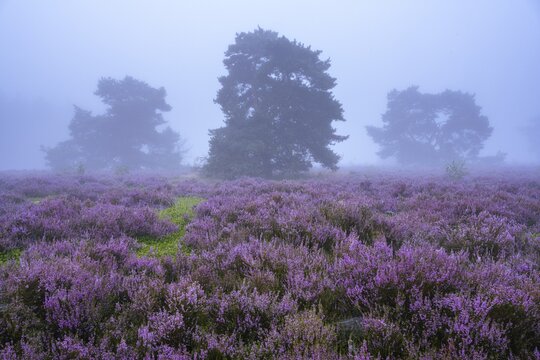 Flowering heather (Calluna vulgaris) with pine trees on a foggy morning in the Ahlhorner Heide, Ahlhorn, Lower Saxony, Germany