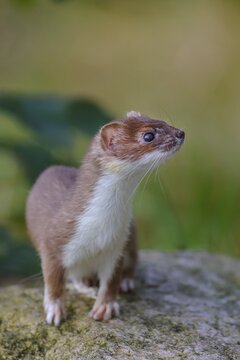 Stoat (Mustela erminea), Vechta, Lower Saxony, Germany