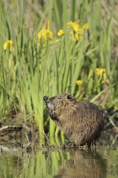 Nutria (Myocastor coypus) grooming on the bank, neozoa, Camargue, France