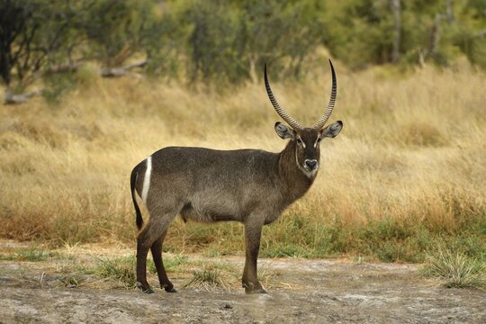 Waterbuck (Kobus ellipsiprymnus), Moremi National Park, Okavango Delta, Botswana