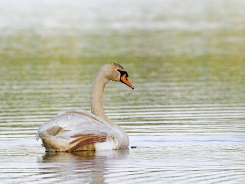Mute Swan (Cygnus olor), Upper Lusatia, Saxony, Germany