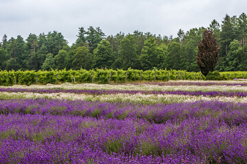 Fototapeta premium Lavender field and vineyard landscape at Bonnieheath Estate Lavender and Winery in Southern Ontario, Canada. Beautiful blooming stripes.