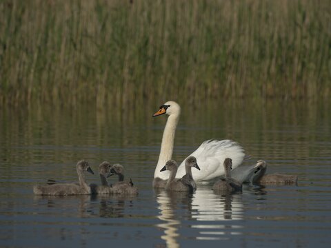 Mute Swan (Cygnus olor) with chicks, Mecklenburg-Western Pomerania, Germany