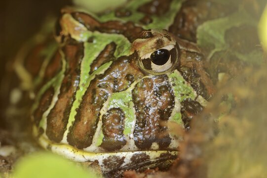 Argentine horned frog (Ceratophrys ornata), captive, occurrence in South America