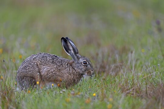 On the North Sea coast you can always find places with relatively familiar brown hares (Lepus europaeus), Germany