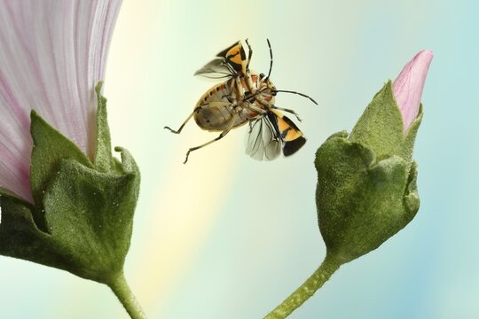 Eurydema ornata (Eurydema ornata), in flight, on mallow (Malva), Germany