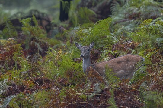 A fallow deer (Dama dama) searches for acorns among the bracken, acorn mast, autumn, rut, fallow deer rut, October, Germany
