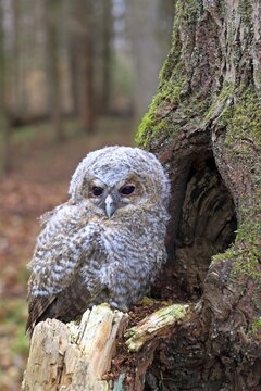 Young Tawny Owl or Brown Owl (Strix aluco) perched in front of a tree hollow, Westerwald, Solms, Lahn-Dill Kreis, Hesse, Germany