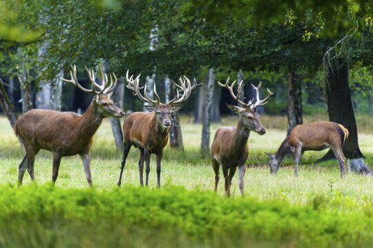 Four stags with impressive antlers on a green meadow in the forest, red deer (Cervus elaphus) rutting, Germany