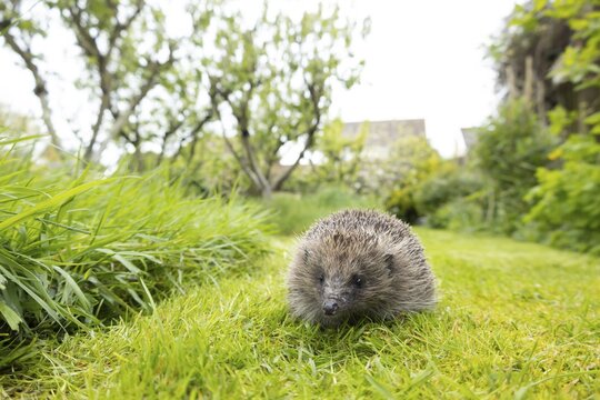 European hedgehog (Erinaceus europaeus) adult animal on a garden grass lawn next to a patch of long grass in summer, England, United Kingdom