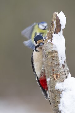 Great spotted woodpecker (Dendrocopos major) adult bird feeding on a snow covered tree stump with a Blue tit (Cyanistes caeruleus) flying in the background in winter, Norfolk, England, United Kingdom